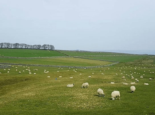Grassland